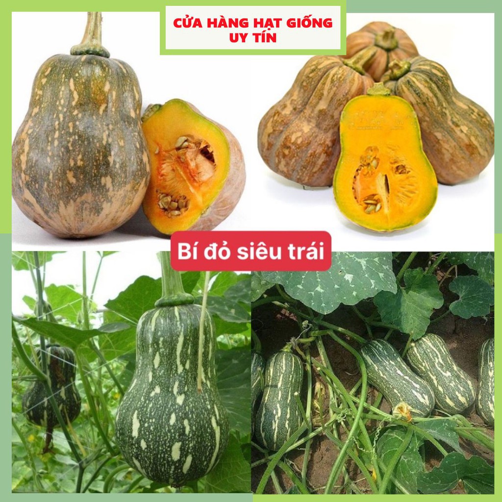 Hạt giống bí đỏ siêu trái dễ trồng kháng bệnh tốt gói 15 hạt nhà cửa và đời sống cửa hàng hạt giống uy tín