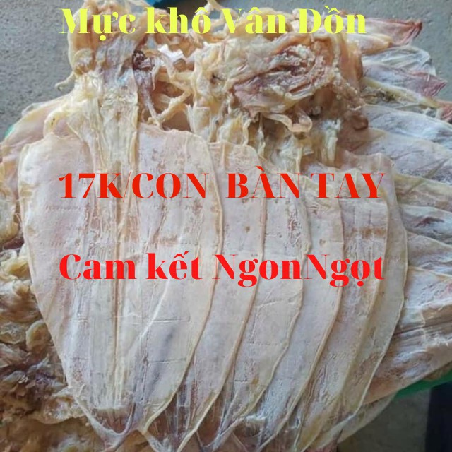 5 Con Mực Câu Khô Vân Đồn To Bàn Tay, Y Hình