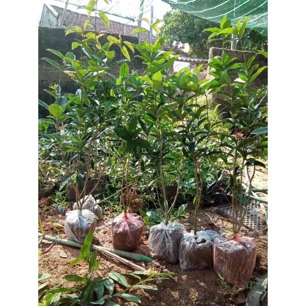 Cây mộc ta hoa vàng cao 1m