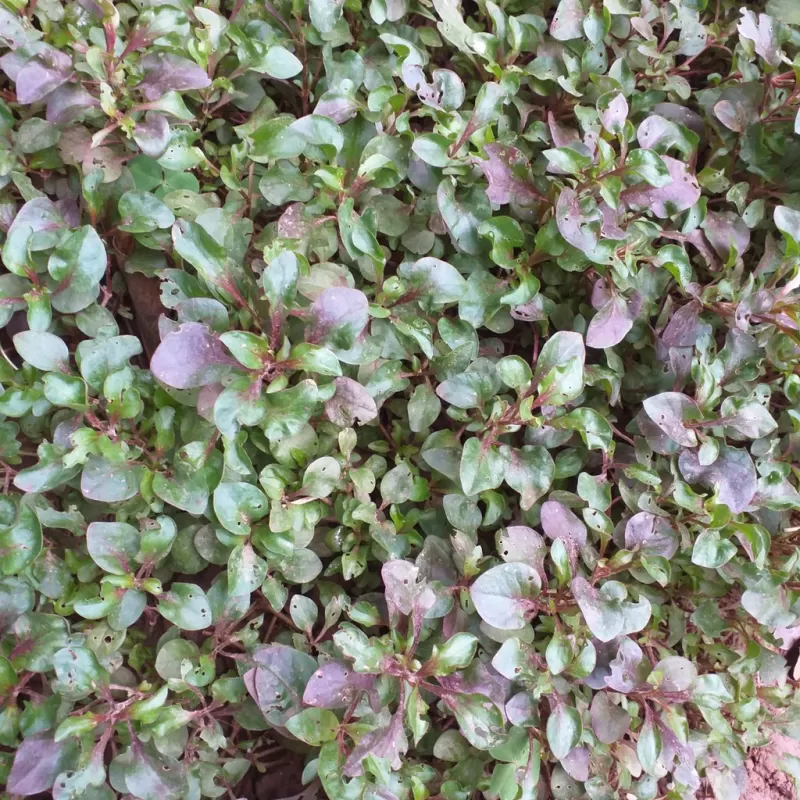 12 Cây giống rau dền Nhật -cải xoong Nhật