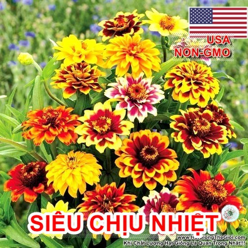 30h Hạt Giống Cúc Lá Nhám Lùn Siêu Chịu Nhiệt Cực Dễ Trồng
