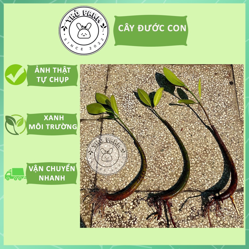 Cây Đước Con - trang trí thủy sinh, hòn non bộ, tiểu cảnh - biotope - bán cạn