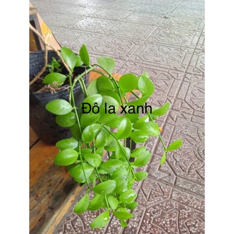 Cây đô la xanh