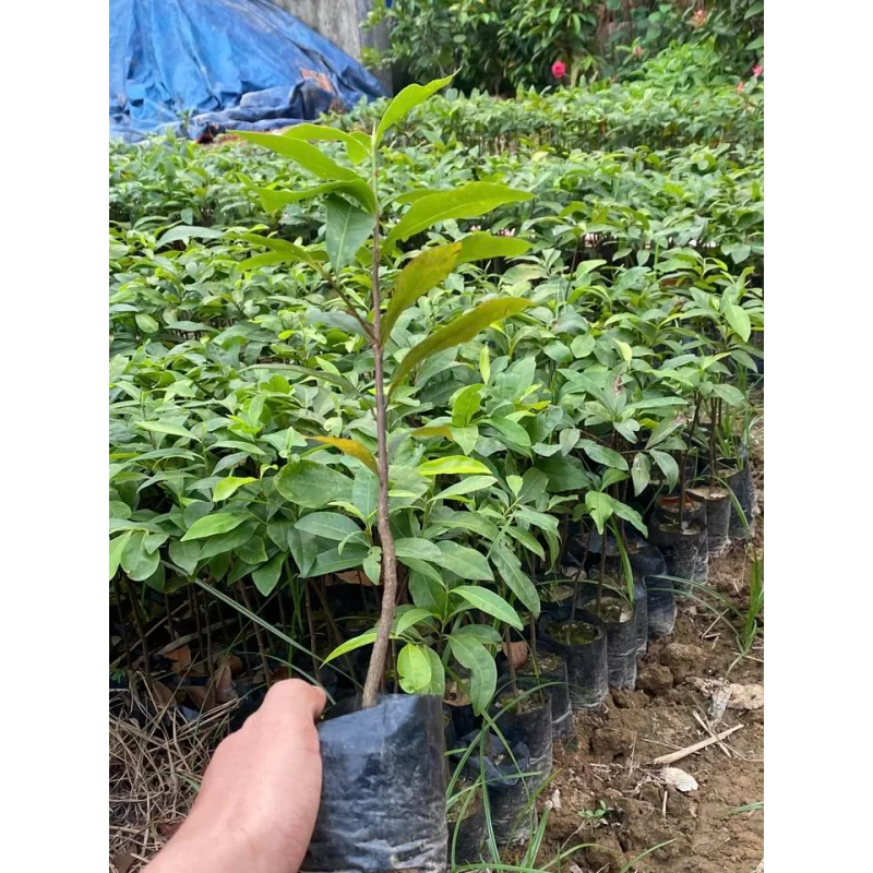 Cây giống hoa hoàng mai Huế