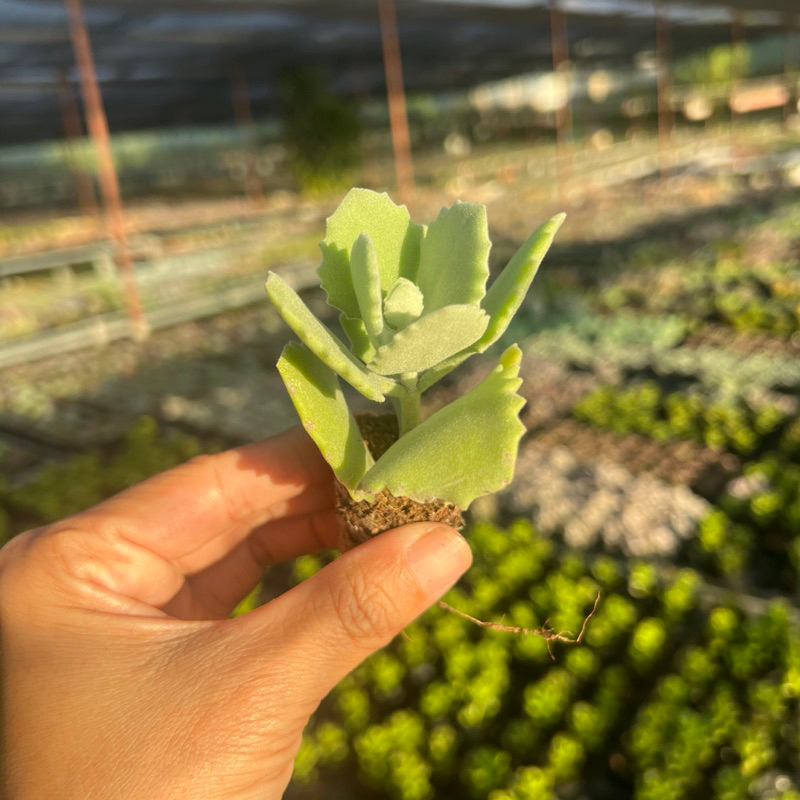 Cây sen đá Sống đời trắng size mini 2-2,5cm, cây cảnh trang trí nhà cửa THUANPHAT GARDEN