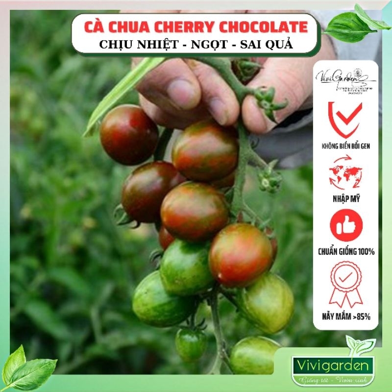 Hạt giống cà chua trái cây Cherry Socola  giống hữu cơ siêu trái, ngon ngọt nhập Mỹ chịu nhiệt rất tốt