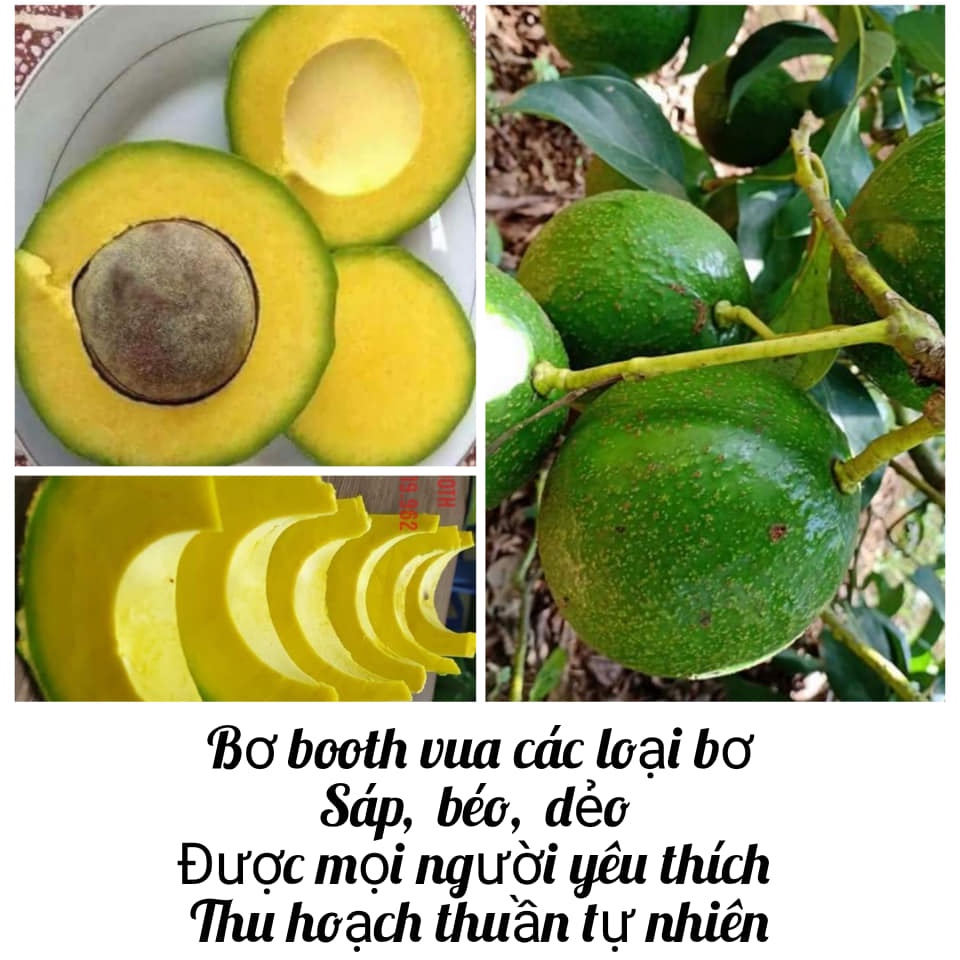 Bơ booth da nám dẻo ngon -1kg