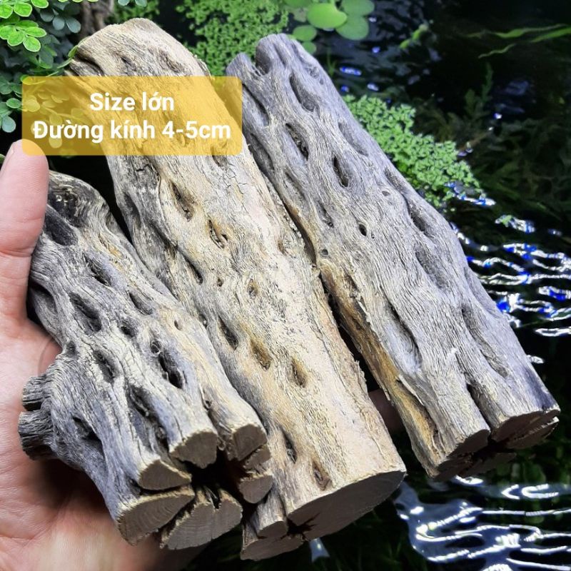 Lũa cholla loại dày, dài 15cm, phụ kiện tốt cho hồ tép cảnh.